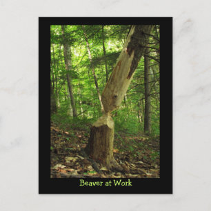 Carte Postale Castor au travail