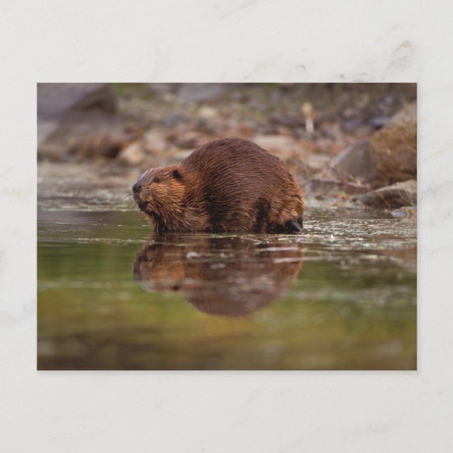 Carte Postale castor, Castor canadensis, fait quelques brasses d (Devant)