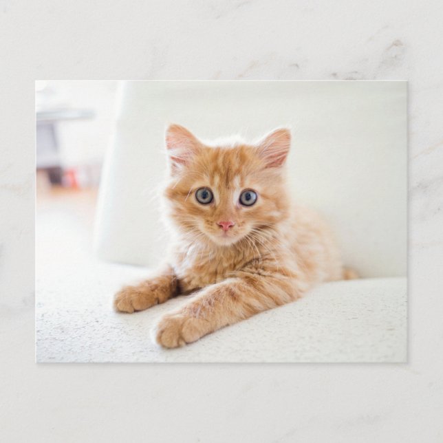 Carte Postale Cat (Devant)