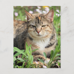 Carte Postale Cat