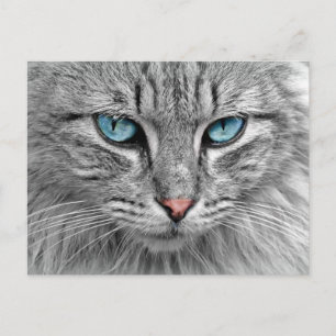 Carte Postale Cat