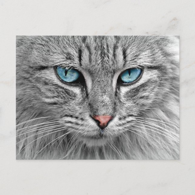 Carte Postale Cat (Devant)