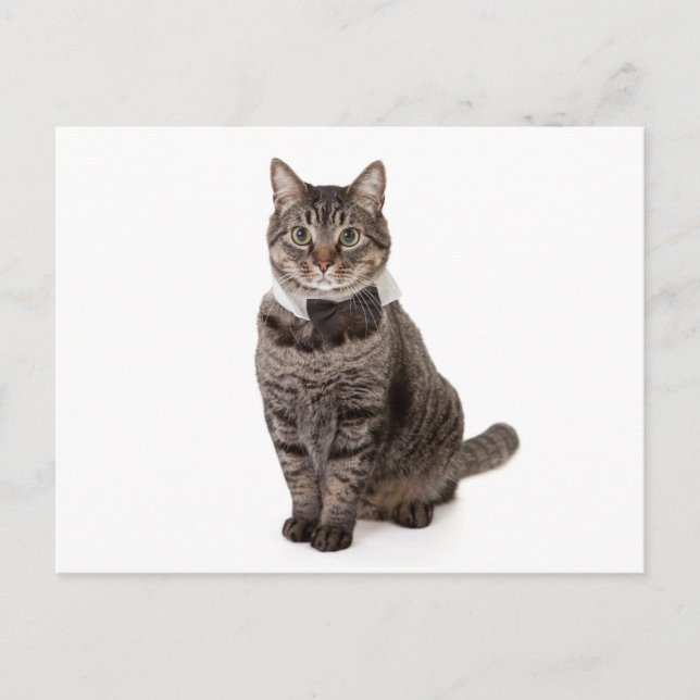 Carte Postale Cat à Tuxedo (Devant)