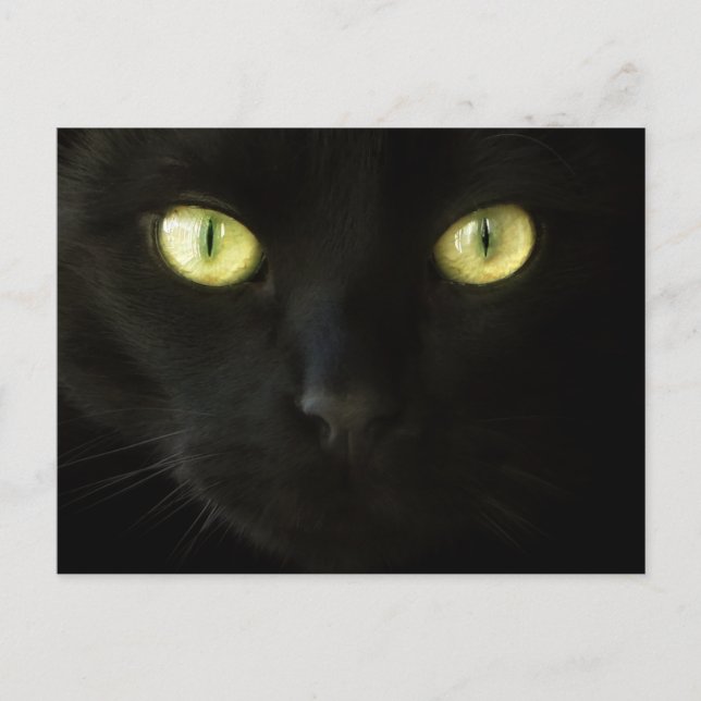 Carte postale Cat Eyes (Devant)