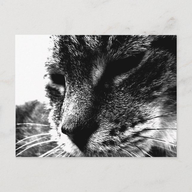 Carte Postale Cat fantôme (Devant)