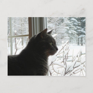 Carte Postale Cat in winter
