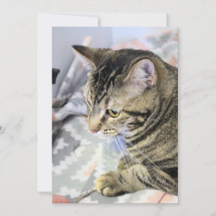 Carte postale Cat Jigsaw Puzzle