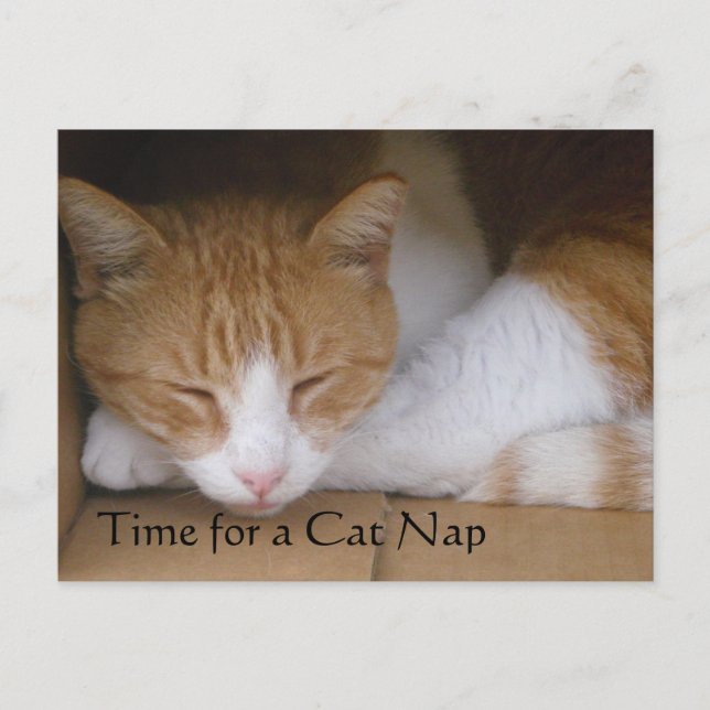 Carte postale Cat Nap (Devant)