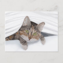 Cat Peeeout JW