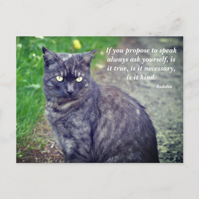 Carte Postale Cat posant sur la promenade Citation bouddhiste mo (Devant)