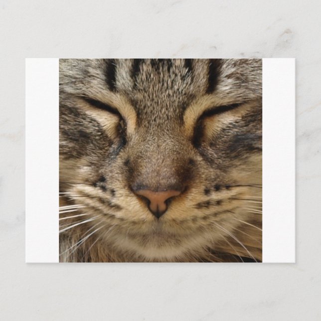Carte Postale Cat @ ZooTees (Devant)