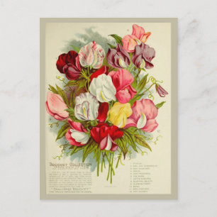 Carte Postale Catalogue vintage de graines de bouquet de pois do