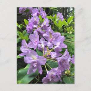 Carte Postale Catawbiense Boursault Rhododendrons, Oregon
