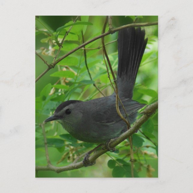 Carte postale Catbird (Devant)