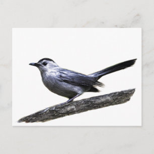 Carte Postale Catbird