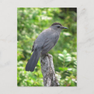 Carte Postale Catbird