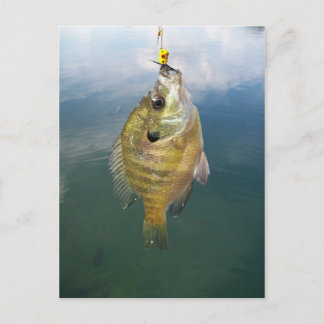 Carte Postale Catch Bluegill