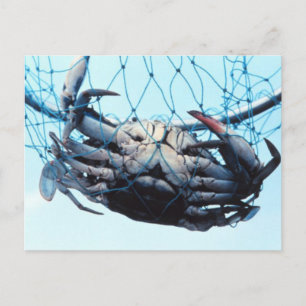 Carte Postale Catching Blue