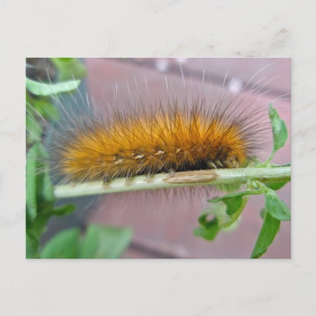 Carte Postale Caterpillar de l'ours jaune Tiger Moth Articles (Devant)