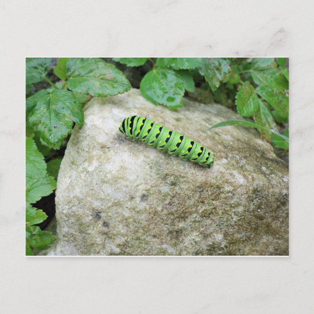 Carte Postale Caterpillar On Rock (Devant)