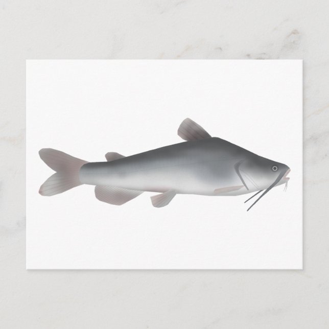 Carte Postale Catfish blanc (Devant)
