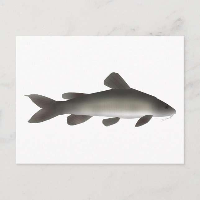 Carte Postale Catfish Golden Nile (Devant)