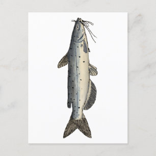 Carte Postale Catfish (juvénile)