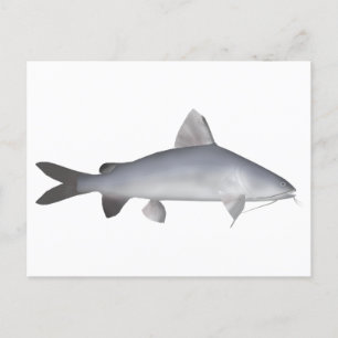 Carte Postale Catfish Saumon bleu