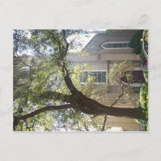 Carte Postale Cathédrale de Savannah Mossy