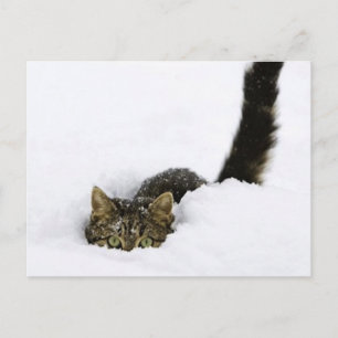 Carte Postale cats_and_snow_ (4)