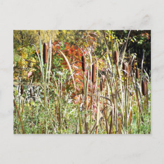 Carte Postale Cattails