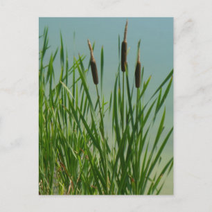 Carte Postale Cattails