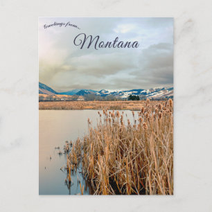 Carte Postale Cattails à la rivière James Bozeman Montana