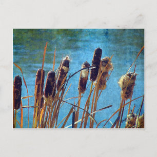 Carte Postale Cattails sur l'étang