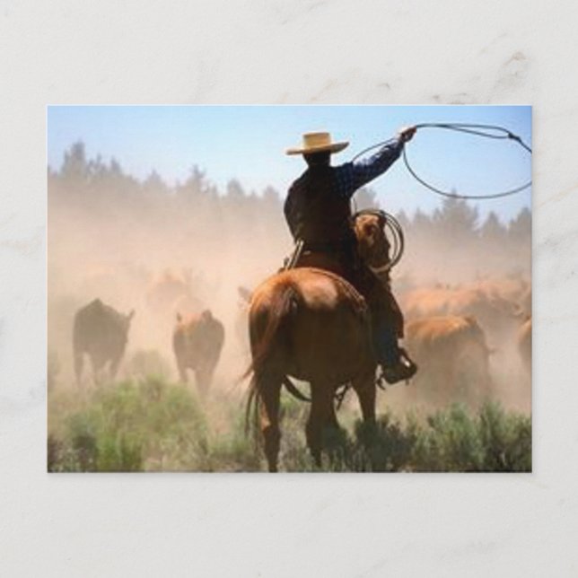 Carte Postale Cattle Drive (Devant)