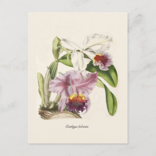 Carte Postale Cattleya labiata