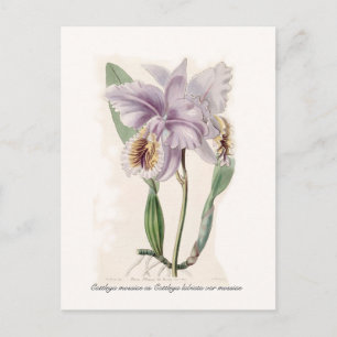 Carte Postale Cattleya mossiae
