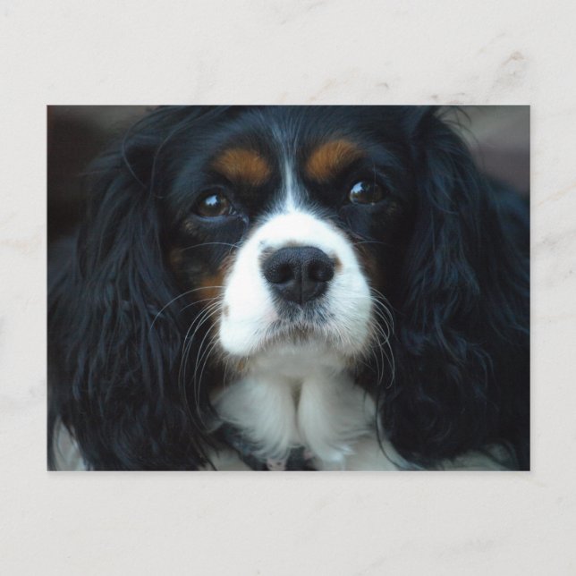 Carte postale Cavalier King Charles (Devant)