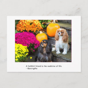 Carte postale Cavalier King Charles ami fidèle