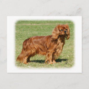 Carte Postale Cavalier King Charles Spaniel