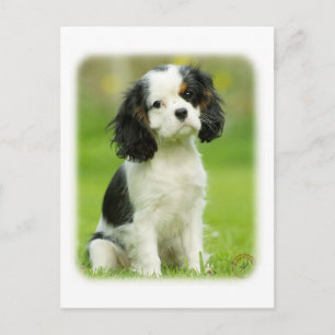Carte Postale Cavalier King Charles Spaniel