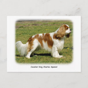 Carte Postale Cavalier King Charles Spaniel