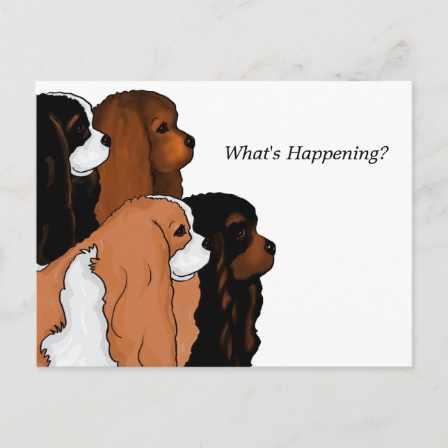 Carte Postale Cavalier King Charles Spaniel (Devant)