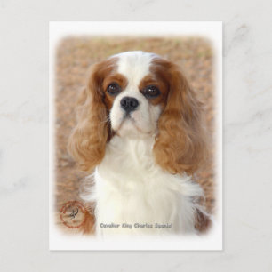 Carte Postale Cavalier King Charles Spaniel 9L005D-08