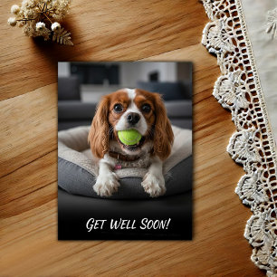 Carte Postale Cavalier King Charles Spaniel Adorable Bon rétabli