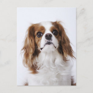 Carte Postale Cavalier King Charles Spaniel assis en studio