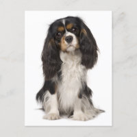 Cavalier King Charles Spaniel Chien Chien Chien Ch