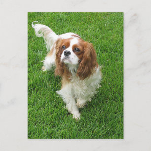 Carte Postale Cavalier King Charles Spaniel Chien Chien Chien Po