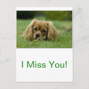 Carte Postale Cavalier King Charles Spaniel Ruby