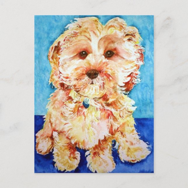 Carte Postale Cavapou "Ollie". (Devant)